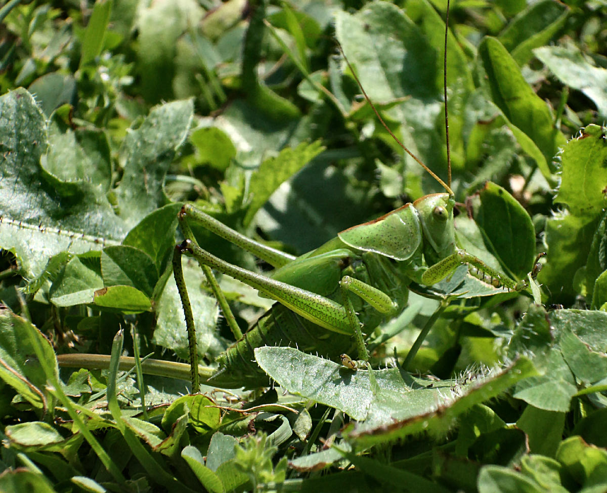 Tettigonia sp.